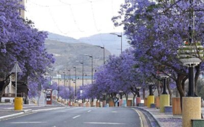 شجرة الجاكرندا (Jacaranda mimosifolia)