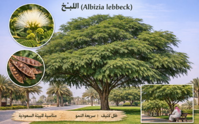 شجرة اللبخ (Albizia lebbeck)