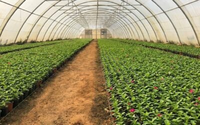 عندما تتنفس الأرض: رحلة داخل “حضانات الحياة” في مشاتل ملتقى الفنون