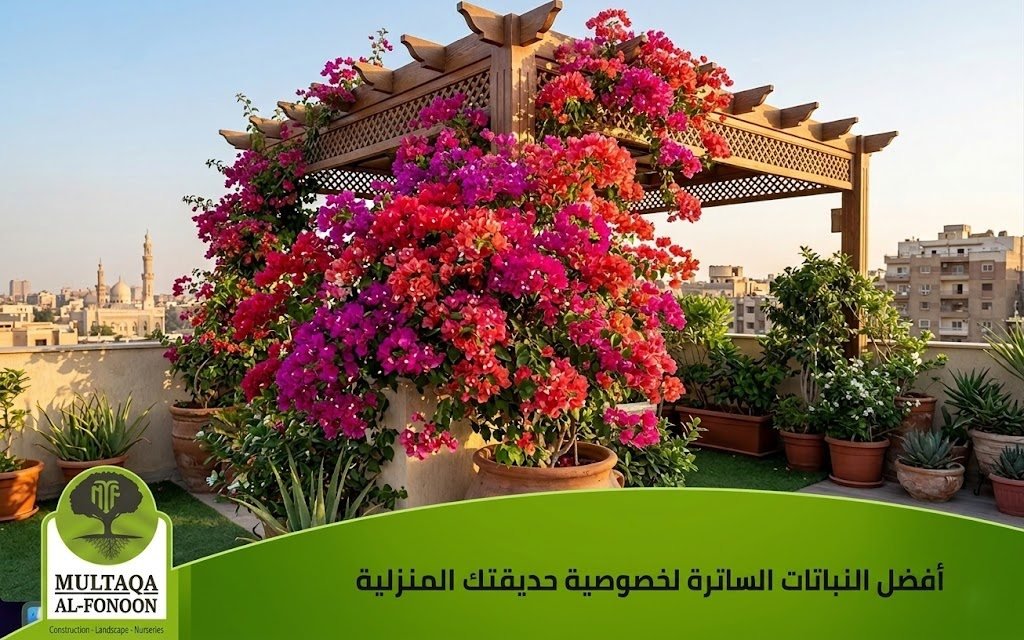 زراعة نبات الجهنمية الملونة فوق الأسطح لتنسيق الحدائق المنزلية - ملتقى الفنون.