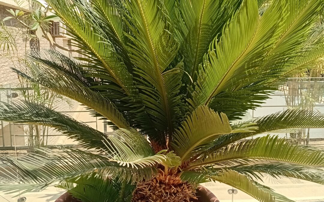 السيكاس في ملتقى الفنون بالرياض: لوحة فنية خضراء نابضة بالحياة