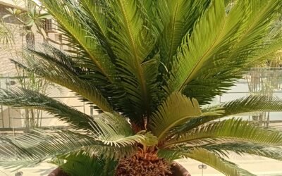 السيكاس في ملتقى الفنون بالرياض: لوحة فنية خضراء نابضة بالحياة