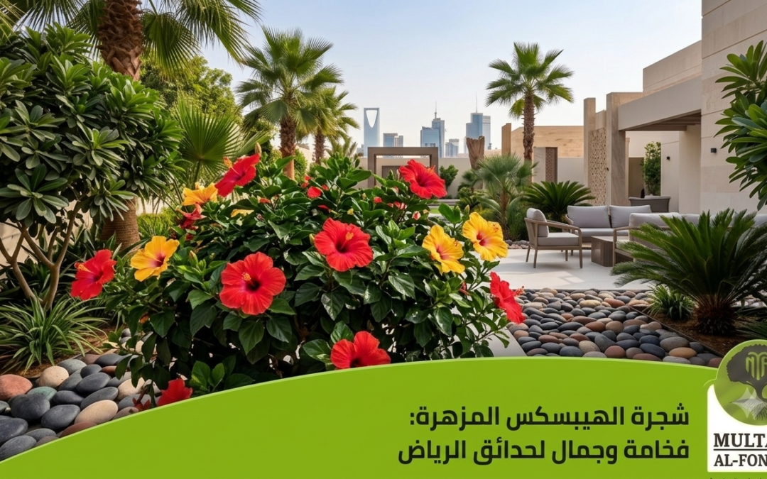 دليل زراعة والعناية بشجيرة الهيبسكس (الخبيز الصيني) في الرياض. اكتشف نصائح شركة ملتقا الفنون لتصميم حدائق خضراء ومزهرة طوال العام.